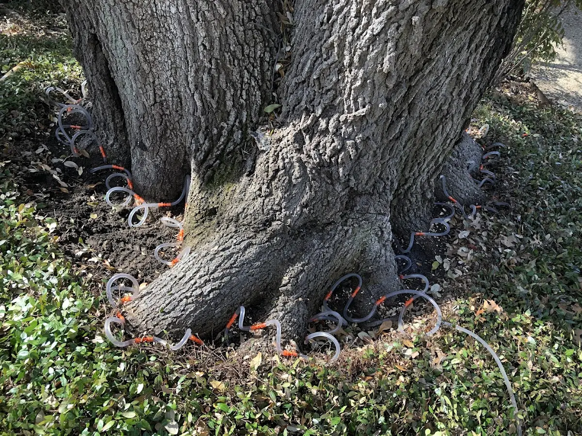Detailed Tree Cabling and Bracing job site in Gay