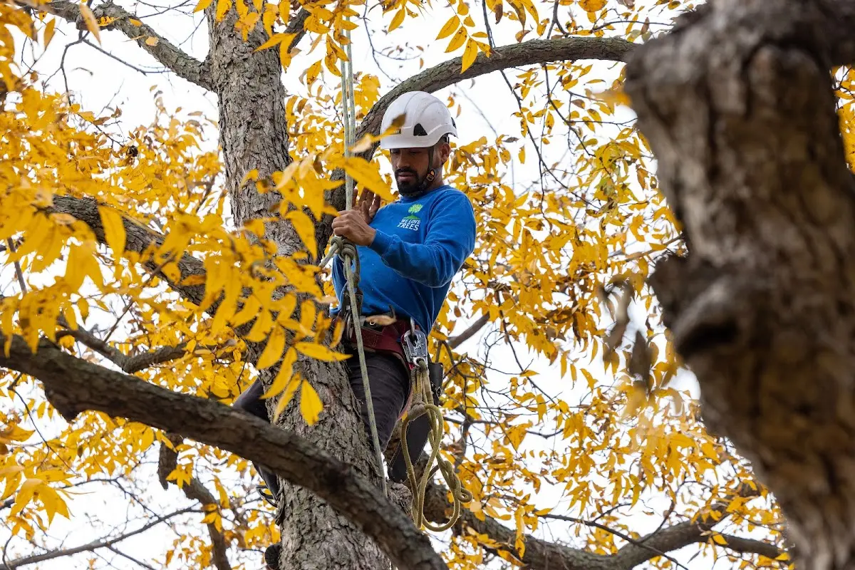 Skilled Tree Planing crew working in Gay